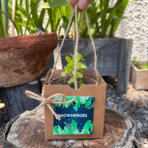 Kit 04 Mix suculentas