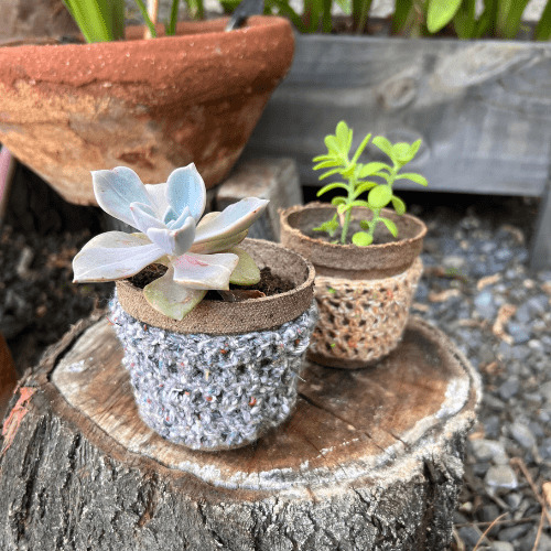 Kit 04 Mix suculentas