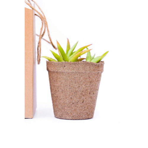 Kit 04 Mix suculentas