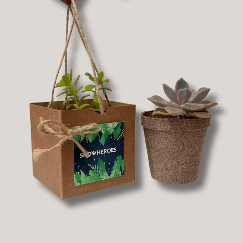 Kit 04 Mix suculentas