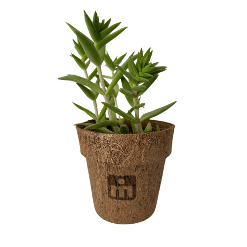 Kit 08 Mix suculentas coco