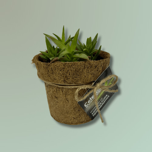 Kit 08 Mix suculentas coco